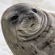 Weddel seal