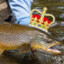 king trout