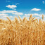WHEAT