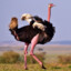 Ostrich