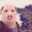 Dr. Pork