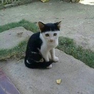 GatO dE FRANJA BONITO