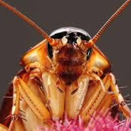 Cucaracha Avatar