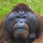 gorilla