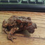 frog eat frog world