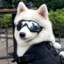Big Samoyed