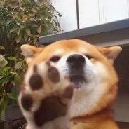 柴犬超人