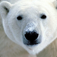 polarbear