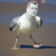 Stephen Seagull