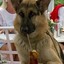 K9