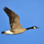 A Migrating Goose