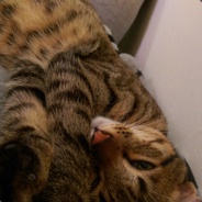 社會菁英壓力大