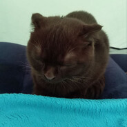 not human (животное)