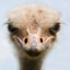I Took Advantage of an Ostrich