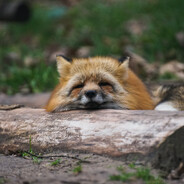 foxxo