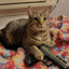 Pistol only catto