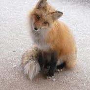 Fox