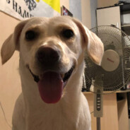 365 day в армии()