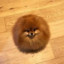 bogthepuff