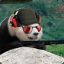 Fuzzy Wuzy Panda™