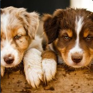 郑二狗买卖CS赌资cs.money