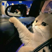 繁星小猫