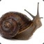 snail.com