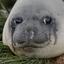 Sad Obese Seal