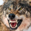 wulf