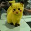 Pika kawaaaii :3