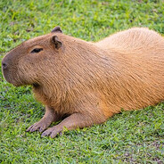 Capivara