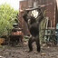 monkey holding gun