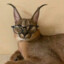 lynx