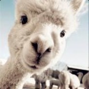 Alpaca William