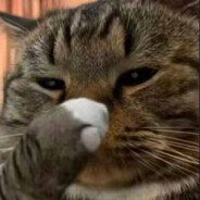 哈基咪德