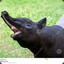 tapir