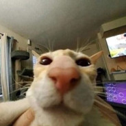 bad00