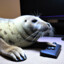 seal gaming