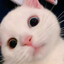 happy猫