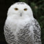 White owl