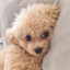 Baby Poodle