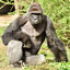 Harambe