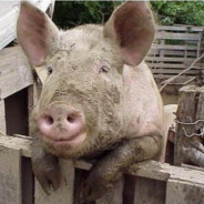 骑着母猪打怪兽