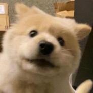 冷静的橘子罐头