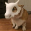 cubone