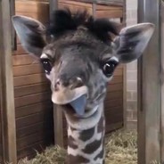 AHighGiraffe