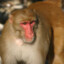 rhesus monkey