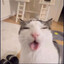 gato_bocó