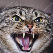 ANGRY CAT