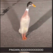 PINGWIN XDDDDDDDDDDD - steam id 76561198114205780